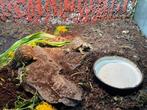 Stigmochelys pardalis, Dieren en Toebehoren, Schildpad, 0 tot 2 jaar