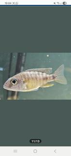 Aulonocara baenschi benga cichliden, Vis, Zoetwatervis