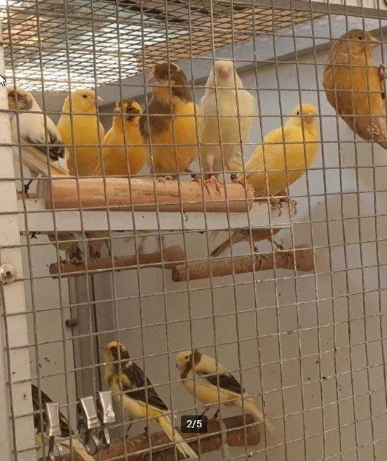 10 JEUNES CANARIS DE COULEURS DIFFÉRENTES, Animaux & Accessoires, Oiseaux | Canaris
