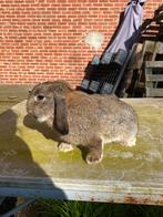 Nhd rammelaar, Dieren en Toebehoren, Mannelijk, Dwerg, 0 tot 2 jaar, Hangoor