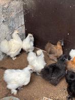 pluimvee, Dieren en Toebehoren, Pluimvee, Meerdere dieren, Kip