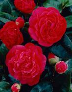 Camelia Kramers supreme  stuntprijs 5€, Enlèvement, Autres espèces, Arbuste