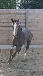 Veulen, Dieren en Toebehoren, Paarden, Springpaard, Gechipt, 0 tot 2 jaar, Hengst
