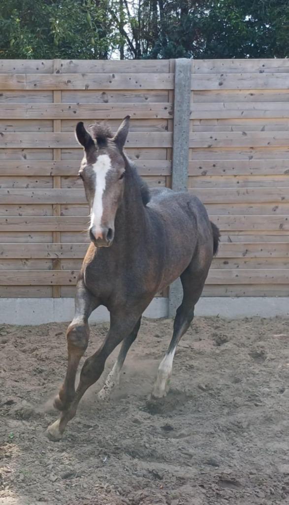 Veulen, Dieren en Toebehoren, Paarden, Hengst, Onbeleerd, 0 tot 2 jaar, Springpaard, Met stamboom, Gechipt, Ontwormd, Ingeënt