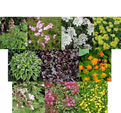 Lot de 17 plantes couvre-sol, Jardin & Terrasse, Plantes | Jardin, Plante fixe, Couvre-sol, Mi-ombre, Enlèvement