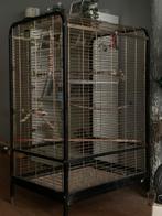 grote papegaaienkooi