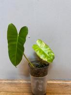 Philodendron burle Marx variegata, Huis en Inrichting, Kamerplanten, Ophalen