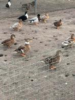 Hollandse kwakers, Dieren en Toebehoren, Vogels | Overige Vogels, Meerdere dieren