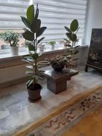 Te Koop, Huis en Inrichting, Kamerplanten, Ophalen