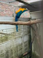 Blauwgeel mannetje papegaai, Dieren en Toebehoren, Vogels | Parkieten en Papegaaien, Papegaai, Mannelijk, Geringd