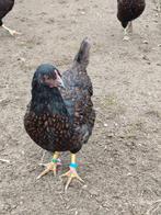 Barnevelder hennen, Dieren en Toebehoren, Pluimvee, Vrouwelijk, Kip