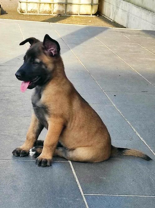 FCI mechelse herder pups mechelaar, Dieren en Toebehoren, Honden | Herdershonden en Veedrijvers, Meerdere dieren, Herder, Fokker | Hobbymatig