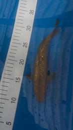 Ginrin Chagoi, Dieren en Toebehoren, Karper of Koi