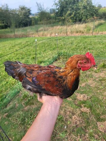 Coq marans saumons doré 