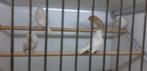 GROENLANDSE BARMSIJS, Meerdere dieren, Wildzangvogel, Geringd