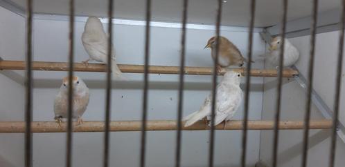 GROENLANDSE BARMSIJS, Dieren en Toebehoren, Vogels | Overige Vogels, Wildzangvogel, Meerdere dieren, Tam, Geringd