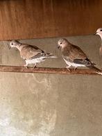 tortel / lachduiven, Dieren en Toebehoren, Meerdere dieren, Tortelduif