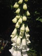 +20 zaden wit vingerhoedskruid - Digitalis, Verzenden, Volle zon, Zaad