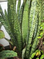 Sansevieria of Vrouwentongen, Huis en Inrichting, Kamerplanten, Ophalen, Overige soorten, Halfschaduw, In pot