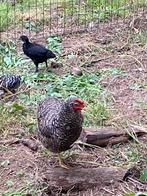Recherché : un coucou de Malines âgé d'un jour, Poule ou poulet