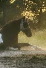 Verzorgster/hulp/gezelschap gezocht regio schaffen, Dieren en Toebehoren, Paarden