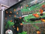 Platy s en gyppy s, Vis, Zoetwatervis