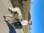 Verschillende pony's te koop, Dieren en Toebehoren, Merrie, Zadelmak, A pony (tot 1.17m), Gechipt