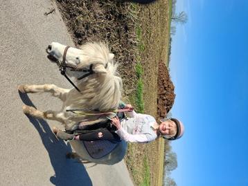 Verschillende pony's te koop beschikbaar voor biedingen