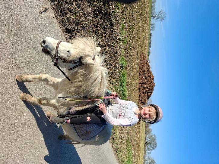Verschillende pony's te koop, Dieren en Toebehoren, Pony's, Merrie, Zadelmak, A pony (tot 1.17m), Gechipt, Ontwormd, Ingeënt