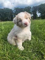 Australische herder pups / Aussi / Australian Shepherd puppy, Dieren en Toebehoren, België, CDV (hondenziekte), 8 tot 15 weken