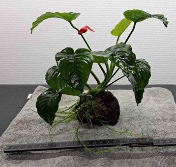 Anubias sur pierre de lave (G) disponible aux enchères