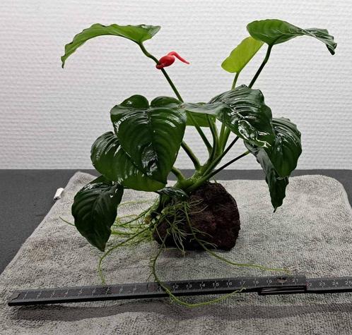 Anubias sur pierre de lave (G), Animaux & Accessoires, Poissons | Aquariums & Accessoires, Comme neuf, Plante(s), Pierre ou Bois