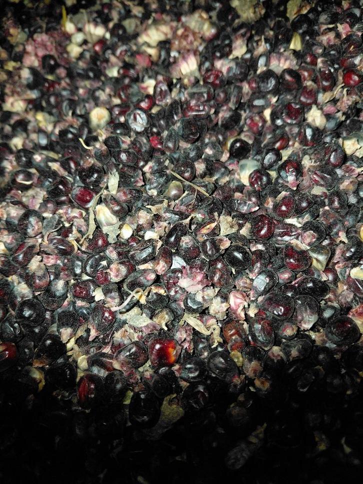 Mais Zwarte ( gedroogd ), Dieren en Toebehoren, Dierenvoeding, Vee, Ophalen