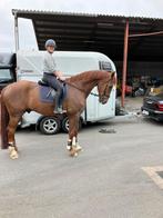 Dressuurpaard te koop, Dieren en Toebehoren, Paarden, ZZ, Gechipt, Ruin, Dressuurpaard