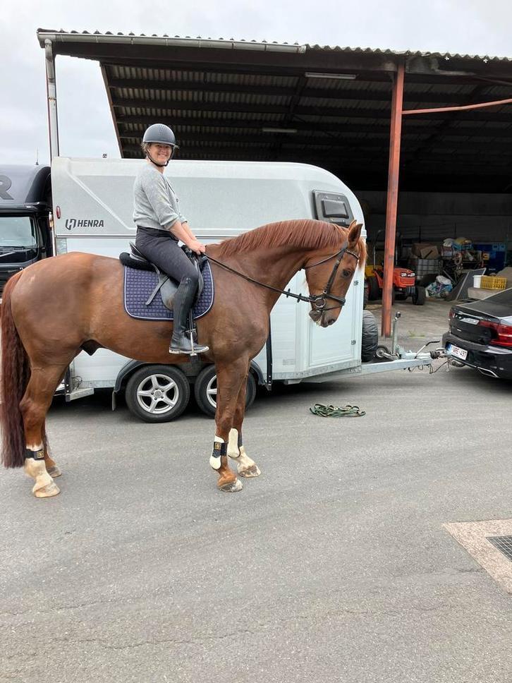 Dressuurpaard te koop, Dieren en Toebehoren, Paarden, Ruin, ZZ, 170 tot 175 cm, 11 jaar of ouder, Dressuurpaard, Met stamboom