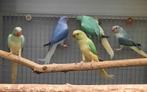 Halsbandparkiet man '21, Dieren en Toebehoren, Vogels | Parkieten en Papegaaien, Geringd