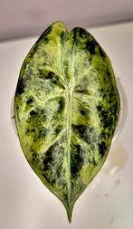 Alocasia Pink Dragon & Pink Dragon Aurea Variegata te koop, Enlèvement ou Envoi