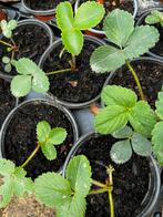 Aardbei planten 0,5 euro per stuk, Jardin & Terrasse, Plantes | Jardin, Enlèvement ou Envoi