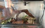 Terrarium, Dieren en Toebehoren, Ophalen