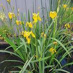 Vijverplanten, Tuin en Terras, Vijvers, Ophalen of Verzenden, Nieuw