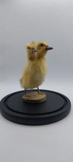 Curiosités : canard à deux têtes