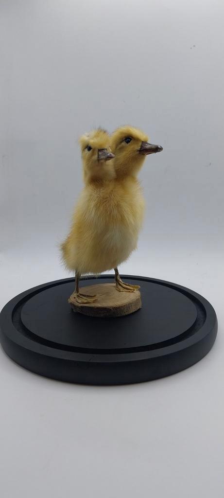 Curiosités : canard à deux têtes, Collections, Collections Animaux, Enlèvement ou Envoi