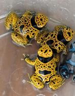 Gifkikker kikker dendrobate leucomelas, Amphibien, 0 à 2 ans