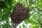 Récupères essaim d’abeilles gratuitement