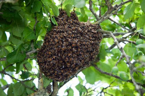 Récupères essaim d’abeilles gratuitement, Jardin & Terrasse, Plantes | Jardin