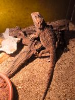 Baardagaam 5 maanden dringend, Dieren en Toebehoren