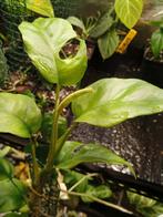 Rhaphidophora Tetrasperma / monstera minima, Ophalen, Overige soorten, Halfschaduw, In pot