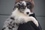 Border collie pups, Dieren en Toebehoren, Honden | Herdershonden en Veedrijvers, België, 8 tot 15 weken, Collie, Meerdere