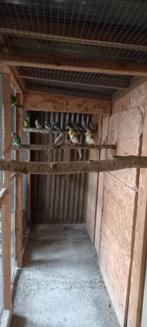 11 Jonge valkparkieten te koop., Animaux & Accessoires, Oiseaux | Perruches & Perroquets