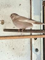 Bruin Pastel Pop Goudvink 2025, Dieren en Toebehoren, Vogels | Overige Vogels